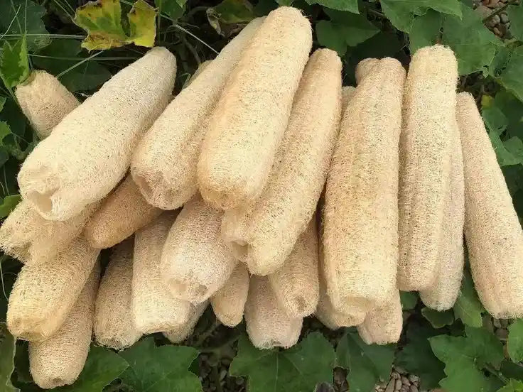100% Organic Loofah Sponge Pack of 6 – Size 12 Inches (1 Feet)