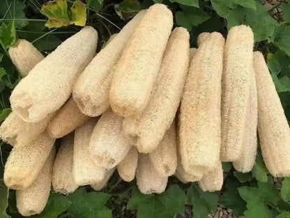 100% Organic Loofah Sponge Pack of 6 – Size 12 Inches (1 Feet)